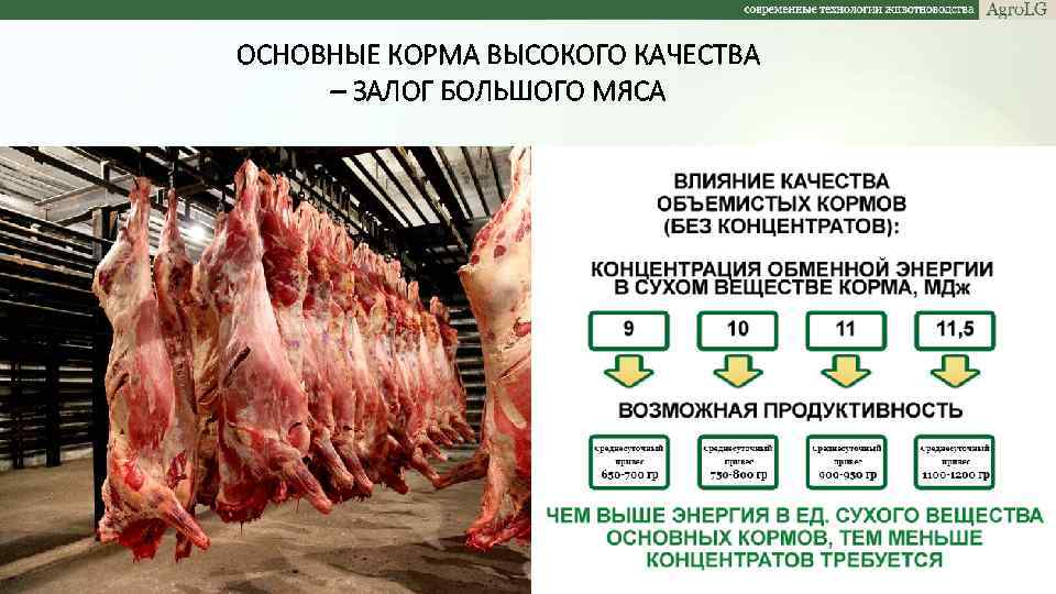 ОСНОВНЫЕ КОРМА ВЫСОКОГО КАЧЕСТВА – ЗАЛОГ БОЛЬШОГО МЯСА 