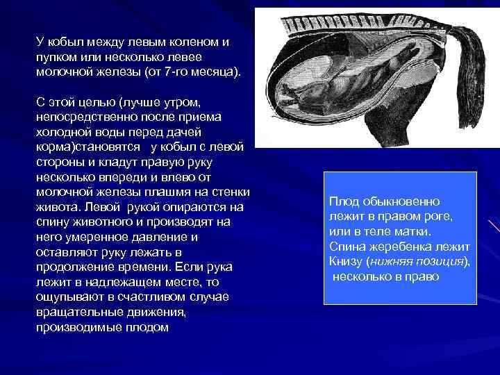 У кобыл между левым коленом и пупком или несколько левее молочной железы (от 7