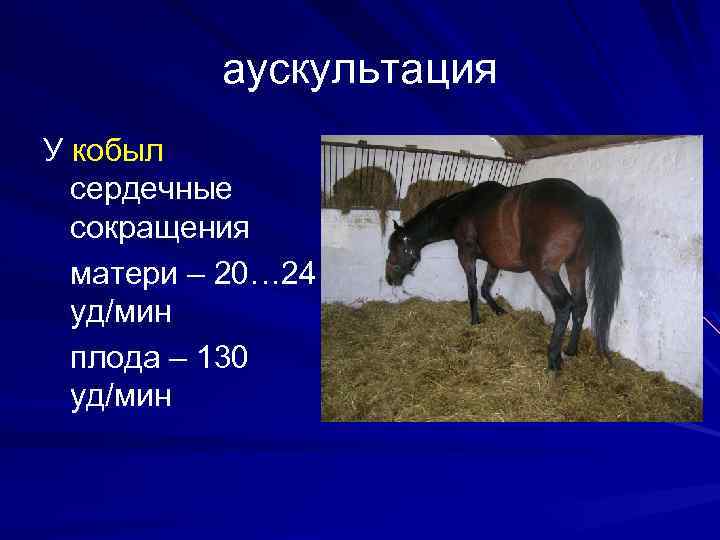 аускультация У кобыл сердечные сокращения матери – 20… 24 уд/мин плода – 130 уд/мин