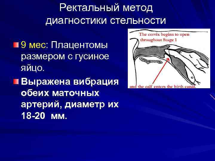 Диагностика беременности презентация