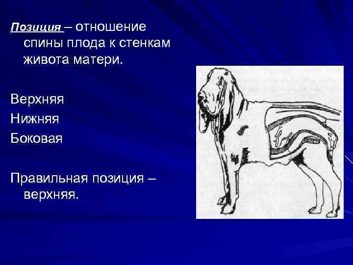 Позиция – отношение спины плода к стенкам живота матери. Верхняя Нижняя Боковая Правильная позиция