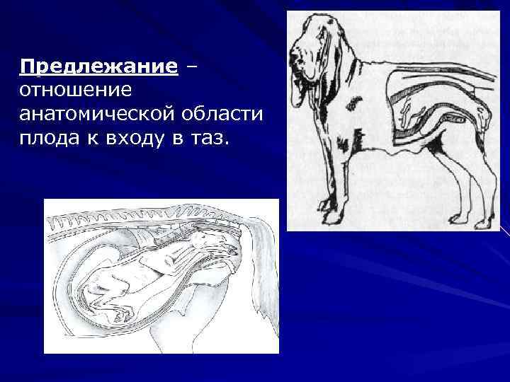 Предлежание – отношение анатомической области плода к входу в таз. 