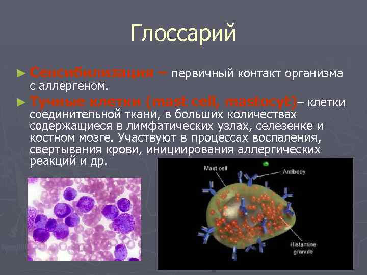 Глоссарий ► Сенсибилизация – первичный контакт организма с аллергеном. ► Тучные клетки (mast cell,