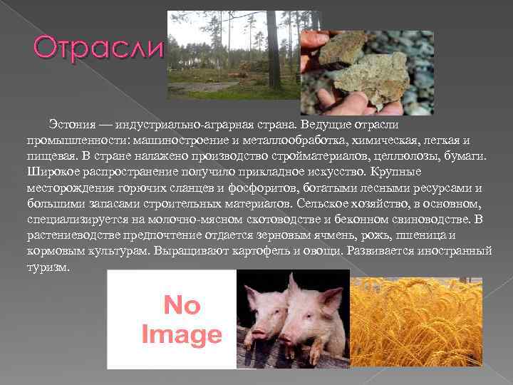 Отрасли Эстония — индустриально-аграрная страна. Ведущие отрасли промышленности: машиностроение и металлообработка, химическая, легкая и