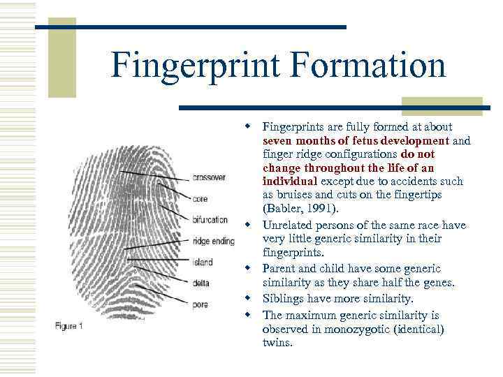 Fingerprint Principles According to criminal investigators fingerprints ...