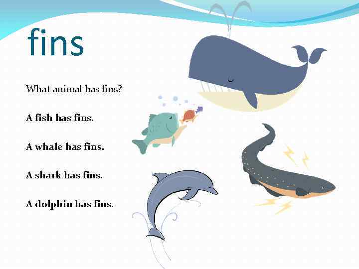 fins What animal has fins? A fish has fins. A whale has fins. A