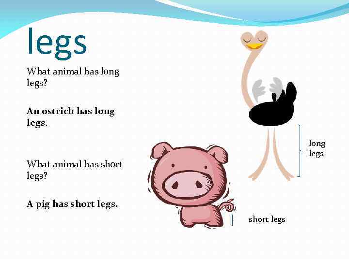 legs What animal has long legs? An ostrich has long legs What animal has