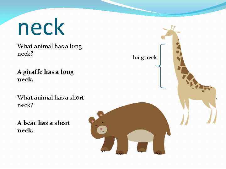 neck What animal has a long neck? A giraffe has a long neck. What