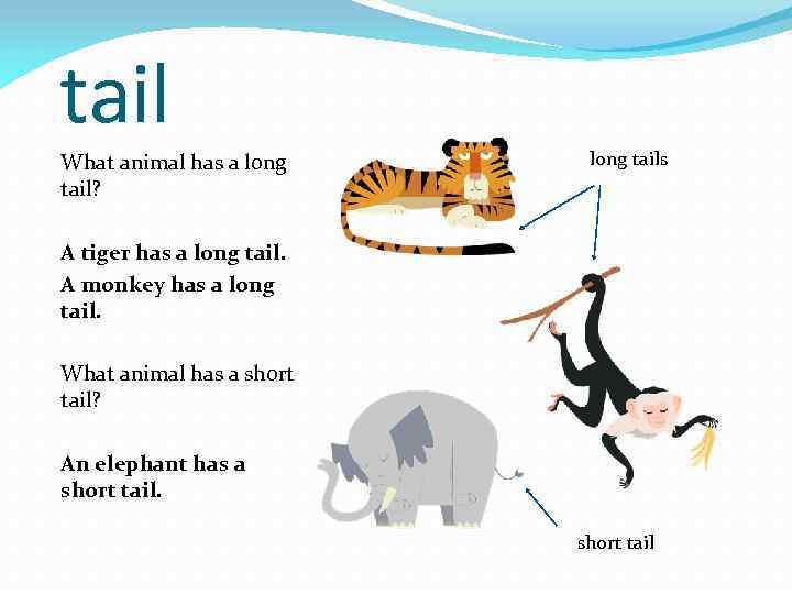 tail What animal has a long tail? long tails A tiger has a long