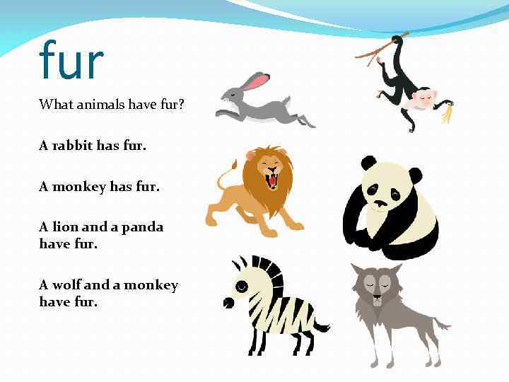 fur What animals have fur? A rabbit has fur. A monkey has fur. A