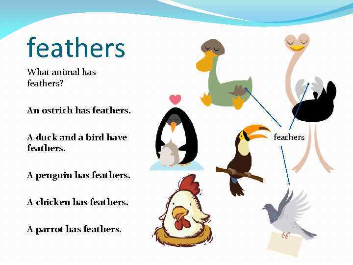 feathers What animal has feathers? An ostrich has feathers. A duck and a bird