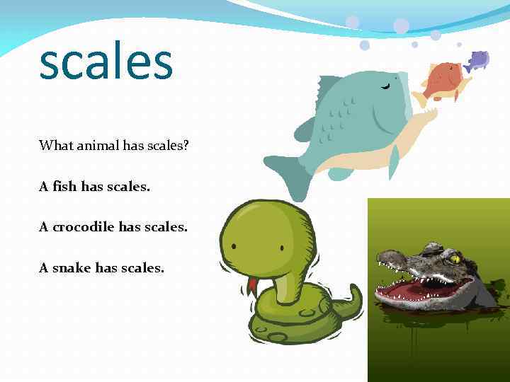 scales What animal has scales? A fish has scales. A crocodile has scales. A