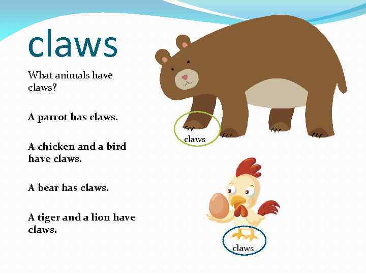 claws What animals have claws? A parrot has claws. A chicken and a bird