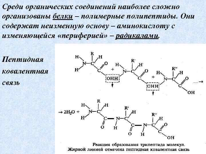 Среди органических соединений наиболее сложно организованы белки – полимерные полипептиды. Они содержат неизменную основу