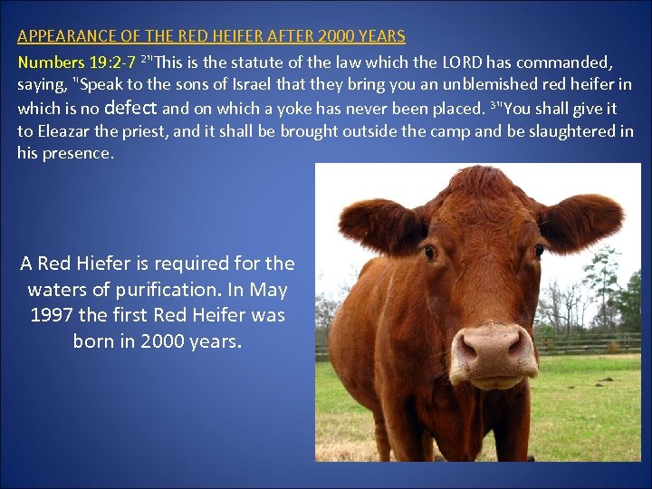 APPEARANCE OF THE RED HEIFER AFTER 2000 YEARS Numbers 19: 2 -7 2"This is
