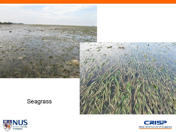 Seagrass 