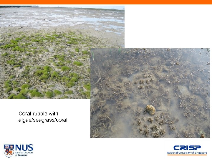 Coral rubble with algae/seagrass/coral 