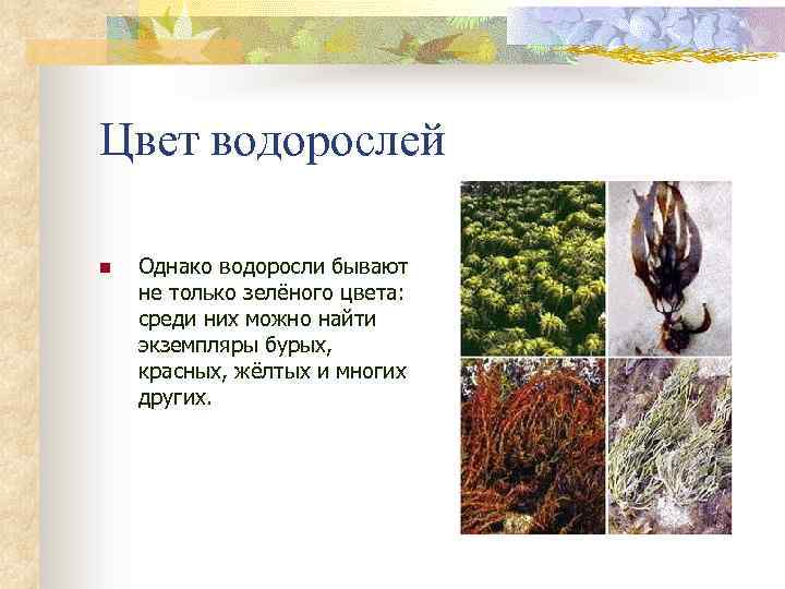Цвет водорослей n Однако водоросли бывают не только зелёного цвета: среди них можно найти