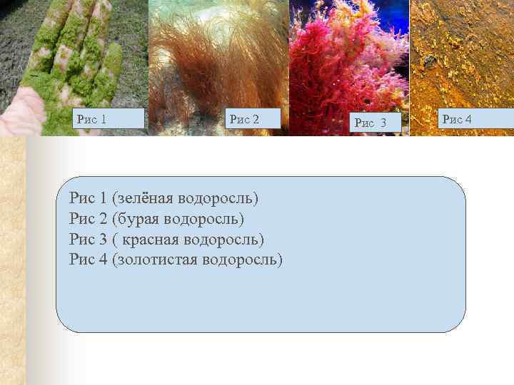 Рис 1 Рис 2 Рис 1 (зелёная водоросль) Рис 2 (бурая водоросль) Рис 3