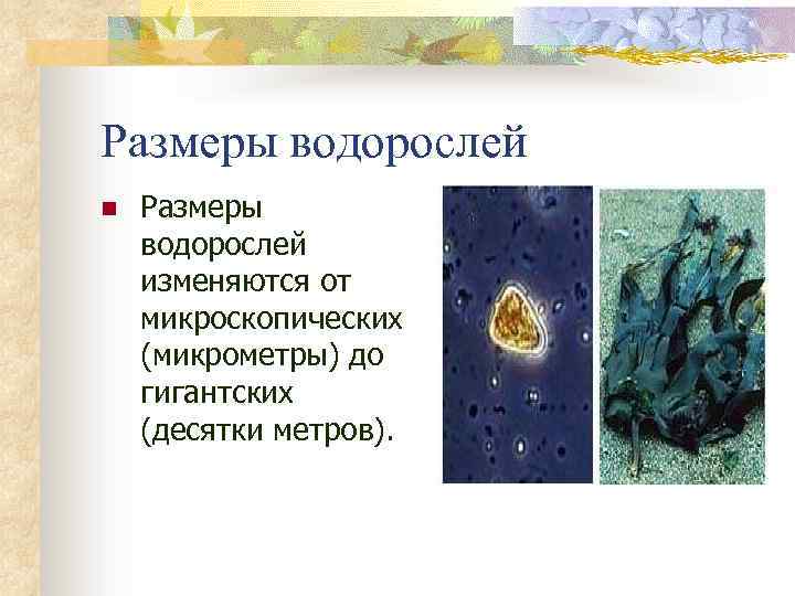 Размеры водорослей n Размеры водорослей изменяются от микроскопических (микрометры) до гигантских (десятки метров). 