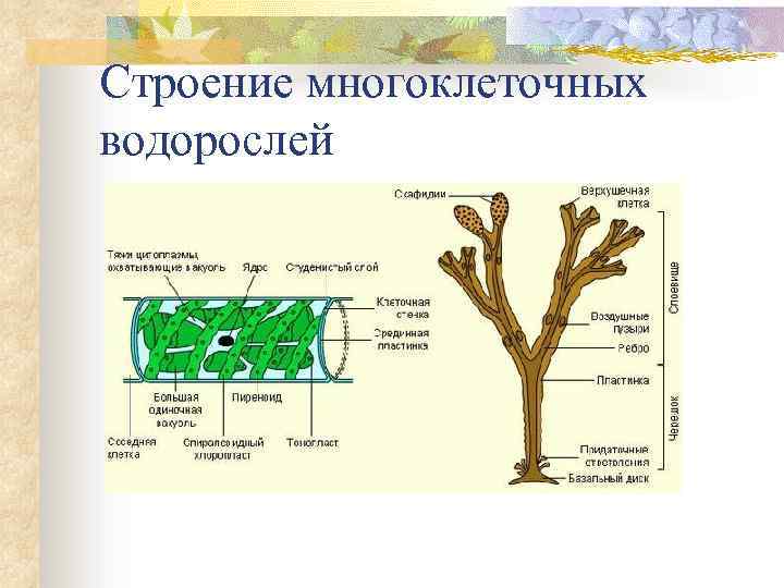 Строение многоклеточных водорослей 