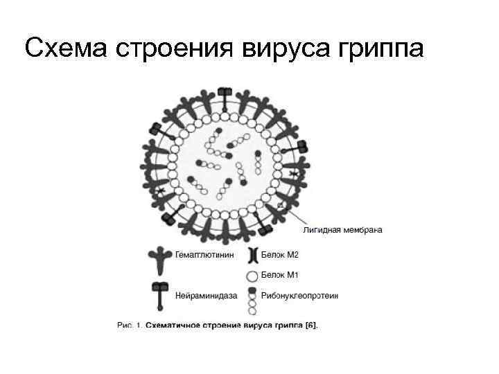 Схема строения вируса гриппа