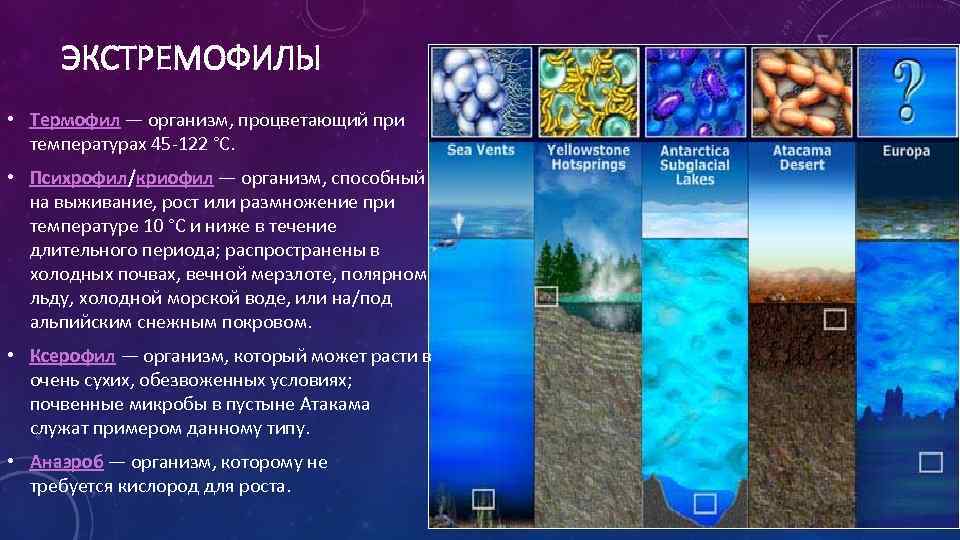 ЭКСТРЕМОФИЛЫ • Термофил — организм, процветающий при температурах 45 -122 °C. • Психрофил/криофил —