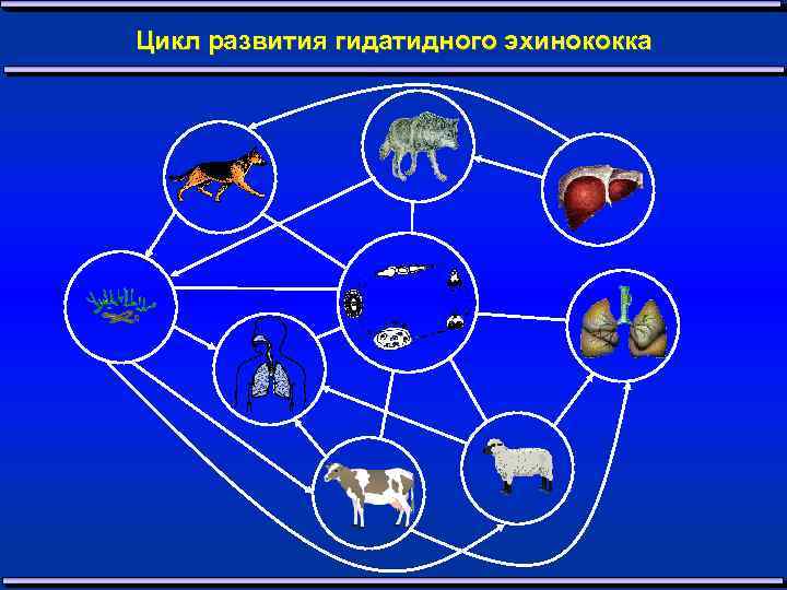 Цикл развития гидатидного эхинококка 