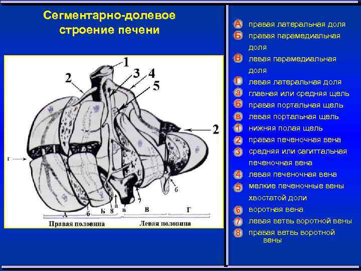 Сегментарно-долевое строение печени А правая латеральная доля Б правая парамедиальная В Г а б
