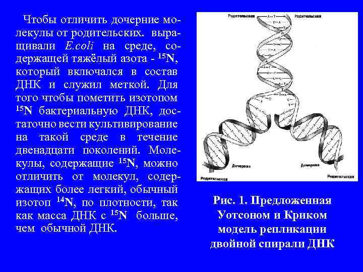  Чтобы отличить дочерние молекулы от родительских. выращивали Е. сoli на среде, содержащей тяжёлый