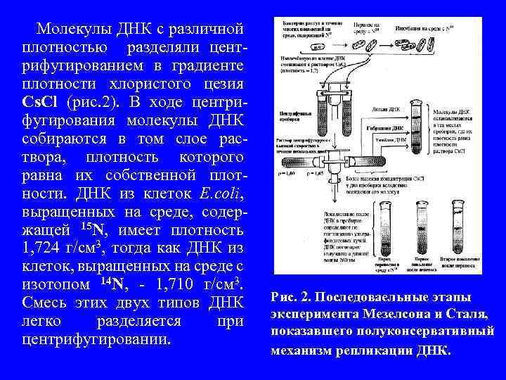  Молекулы ДНК с различной плотностью разделяли центрифугированием в градиенте плотности хлористого цезия Cs.