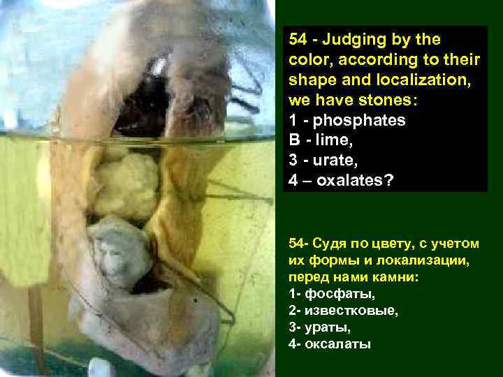 54 - Judging by the color, according to their shape and localization, we have