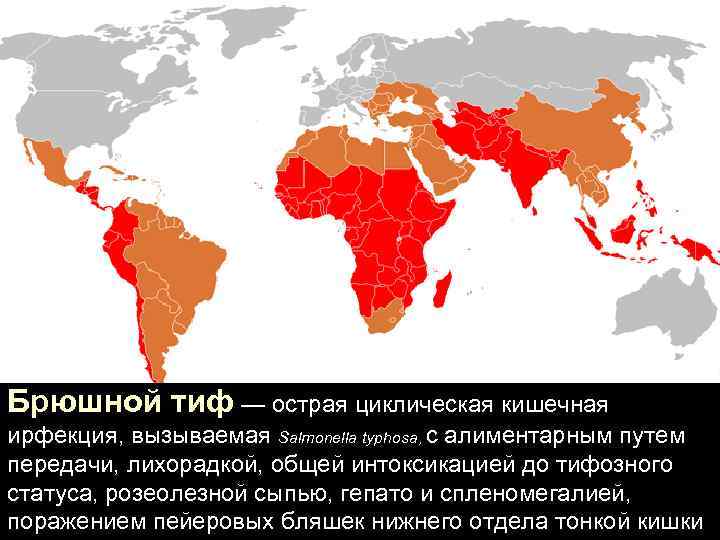 Брюшной тиф — острая циклическая кишечная ирфекция, вызываемая Salmonella typhosa, с алиментарным путем передачи,