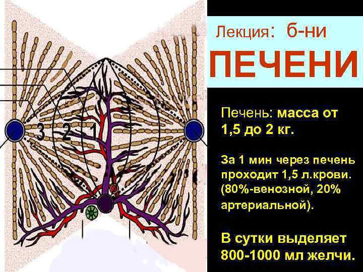 Лекция: б-ни ПЕЧЕНИ Печень: масса от 1, 5 до 2 кг. За 1 мин