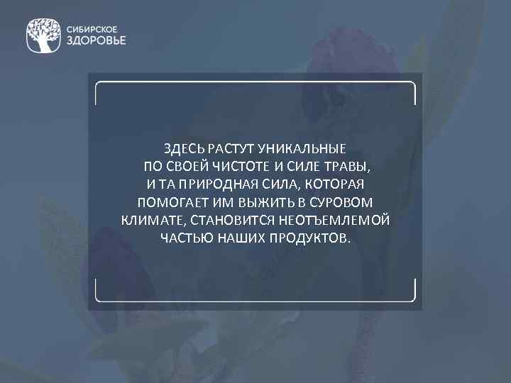 ЗДЕСЬ РАСТУТ УНИКАЛЬНЫЕ ПО СВОЕЙ ЧИСТОТЕ И СИЛЕ ТРАВЫ, И ТА ПРИРОДНАЯ СИЛА, КОТОРАЯ