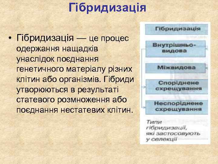 Гібридизація • Гібридизація — це процес одержання нащадків унаслідок поєднання генетичного матеріалу різних клітин