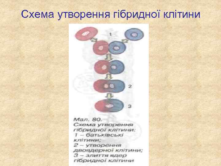 Схема утворення гібридної клітини 