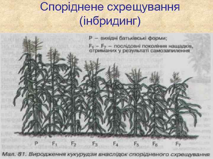 Споріднене схрещування (інбридинг) 