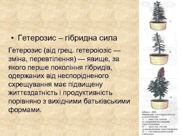  • Гетерозис – гібридна сила Гетерозис (від грец. гетероіозіс — зміна, перевтілення) —