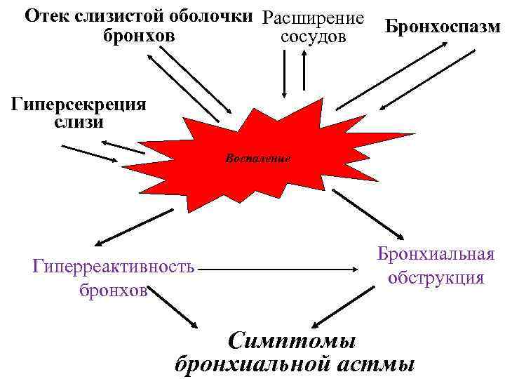 Отек слизистой оболочки Расширение бронхов сосудов Бронхоспазм Гиперсекреция слизи Воспаление Гиперреактивность бронхов Бронхиальная обструкция