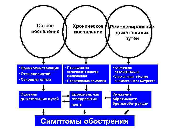Острое воспаление Хроническое воспаление • Бронхоконстрикция • Отек слизистой • Секреция слизи • Повышенное