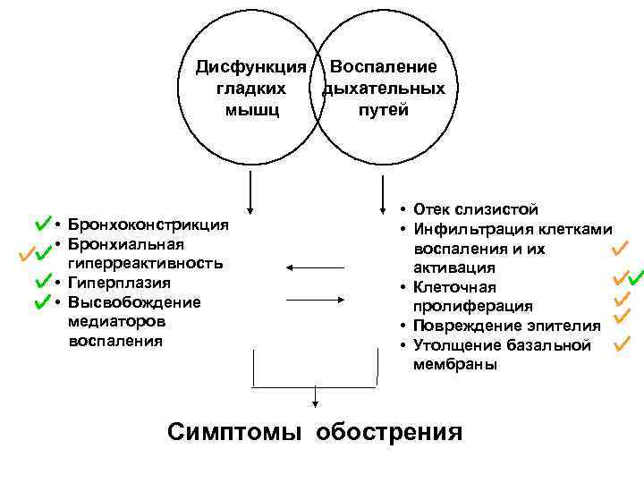 Дисфункция Воспаление гладких дыхательных мышц путей • Бронхоконстрикция • Бронхиальная гиперреактивность • Гиперплазия •