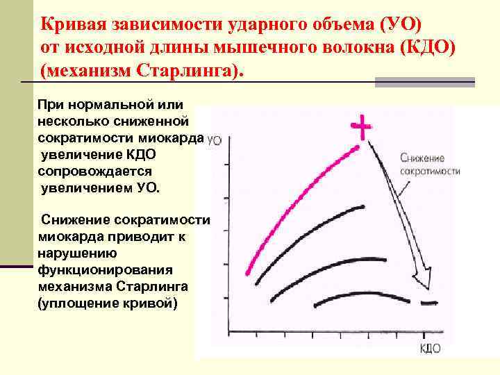 Кривая зависимости ударного объема (УО) от исходной длины мышечного волокна (КДО) (механизм Старлинга). При