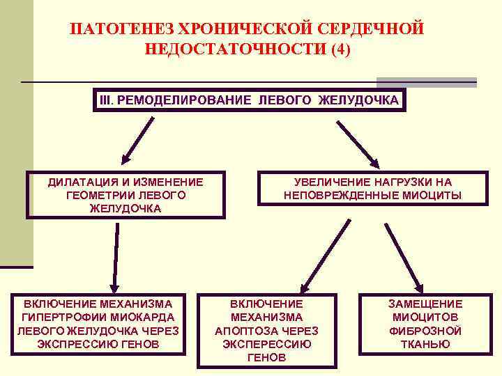 ПАТОГЕНЕЗ ХРОНИЧЕСКОЙ СЕРДЕЧНОЙ НЕДОСТАТОЧНОСТИ (4) III. РЕМОДЕЛИРОВАНИЕ ЛЕВОГО ЖЕЛУДОЧКА ДИЛАТАЦИЯ И ИЗМЕНЕНИЕ ГЕОМЕТРИИ ЛЕВОГО