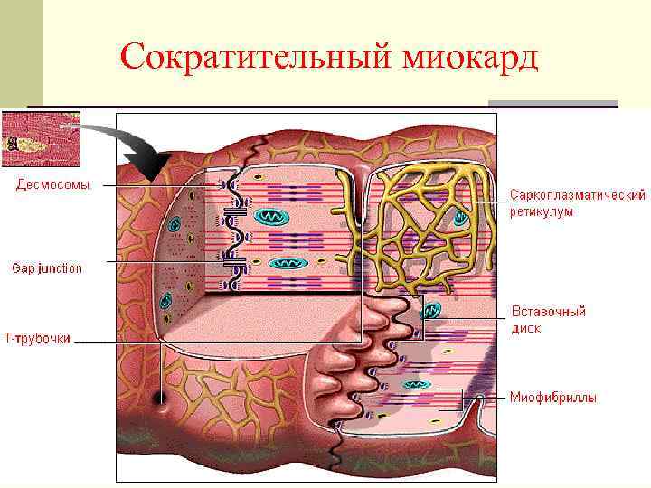 Сократительный миокард 