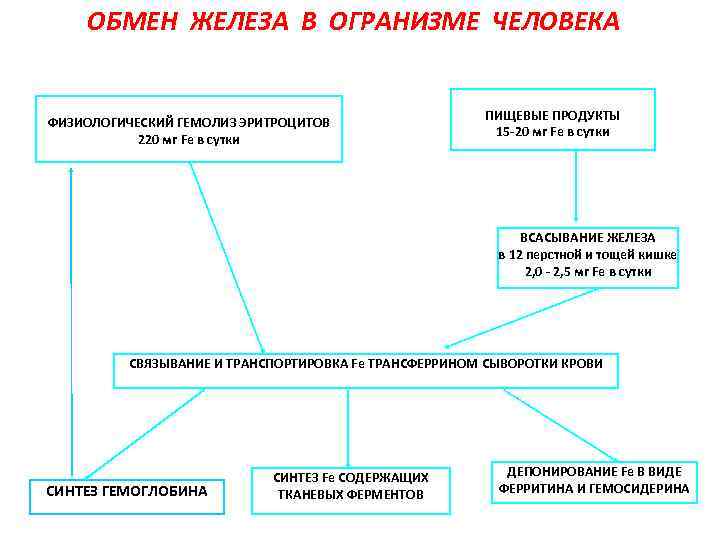 ОБМЕН ЖЕЛЕЗА В ОГРАНИЗМЕ ЧЕЛОВЕКА ПИЩЕВЫЕ ПРОДУКТЫ 15 -20 мг Fe в сутки ФИЗИОЛОГИЧЕСКИЙ