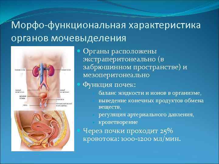 Морфо-функциональная характеристика органов мочевыделения Органы расположены экстраперитонеально (в забрюшинном пространстве) и мезоперитонеально Функция почек: