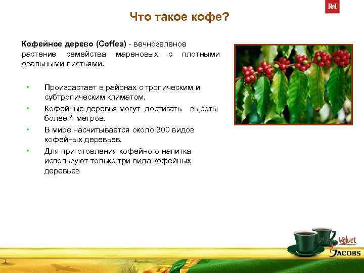 Что такое кофе? Кофейное дерево (Coffea) - вечнозеленое растение семейства мареновых с плотными овальными