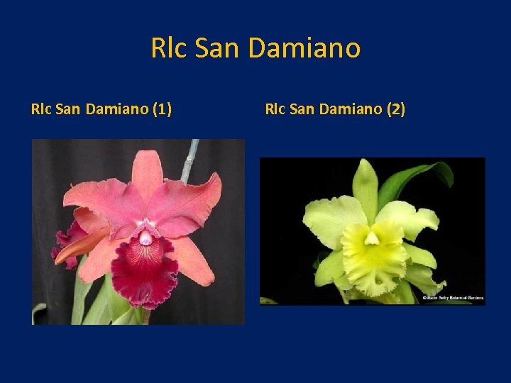 Rlc San Damiano (1) Rlc San Damiano (2) 