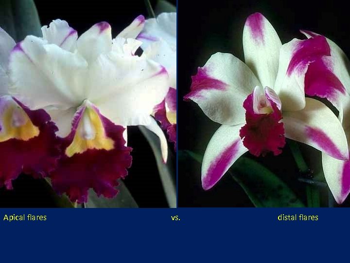 Apical flares vs. distal flares 